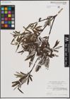 Foto von Salix eleagnos Scop.